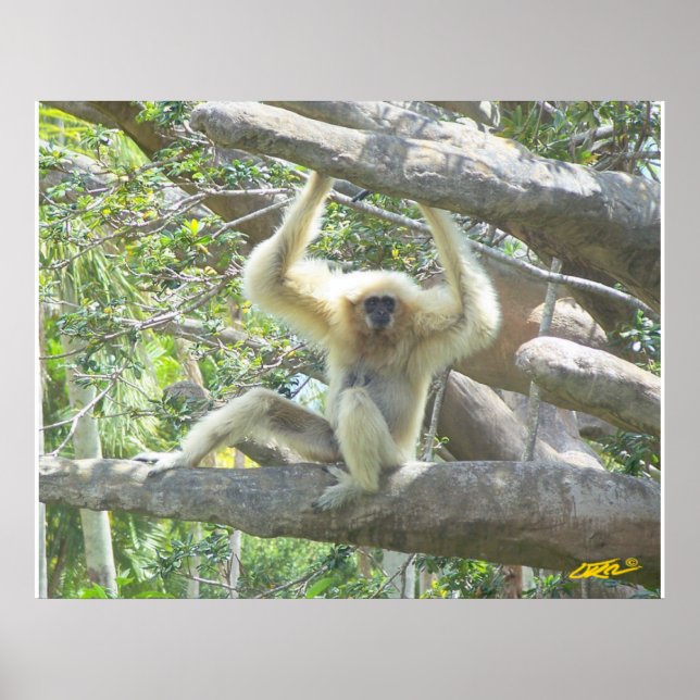 Pôster Apenas Saindo (Frente)