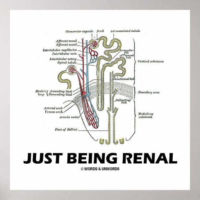 Poster Apenas Sendo Renal (Humor Renal Do Rim Nephron) (Frente)