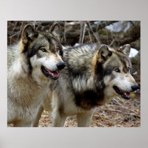 Poster Apenas um par lobos