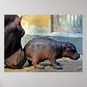 Pôster Apenas um retrato pequeno do Hippopotamus da