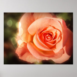Pôster Apenas um rosa