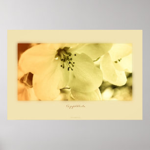 Pôster Apfelblüte