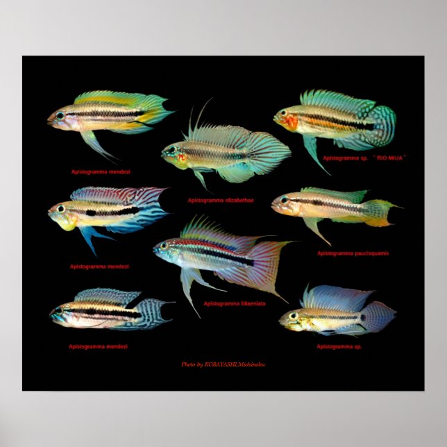 Pôster Apistogrammaの 仲 の ポ ス 間 タ (Frente)