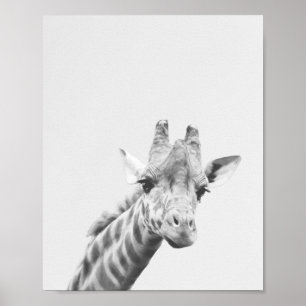 Poster Apolo, a girafa
