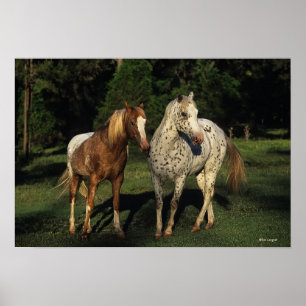 Pôster Appaloosa Horses