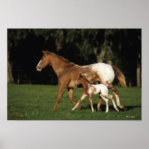 Poster Appaloosa Mare E Foal