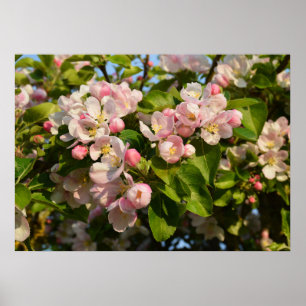 Poster Apple blossom