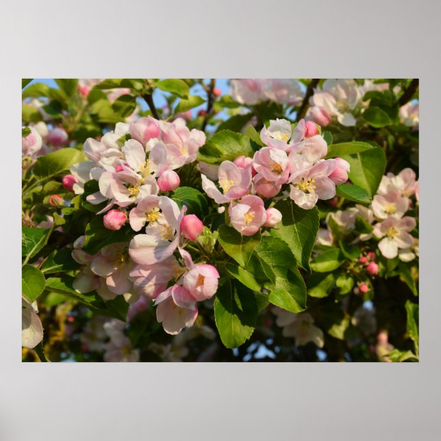Poster Apple blossom (Frente)
