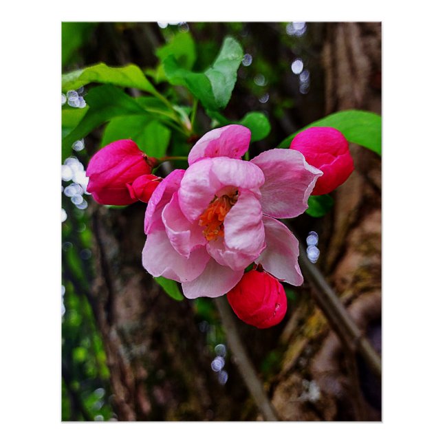 PÔSTER APPLE BLOSSOM (Frente)