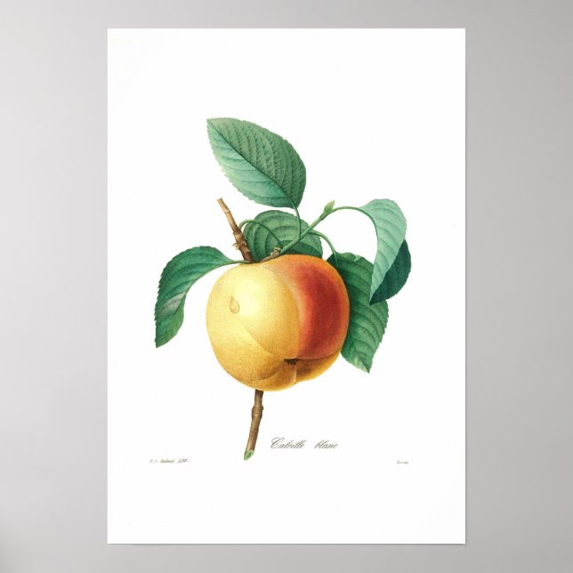 Pôster Apple "Calville blanc" (Frente)