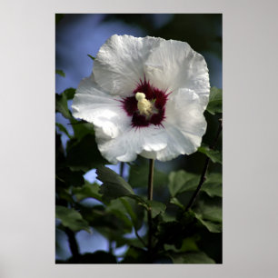 Pôster Apple floresce