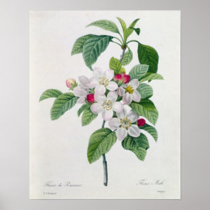 Pôster Apple floresce, 'do DES de Les Choix mais Belles