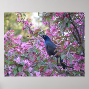 Poster Apple floresce Grackle