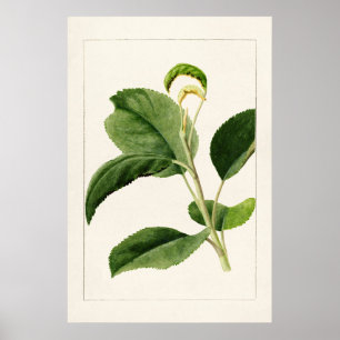Poster Apple Leaves (Malus Domestica) (1910) apresentada