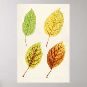 Poster Apple Leaves (Malus Domestica) (1912) apresentada