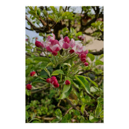 Pôster Apple tree blossom