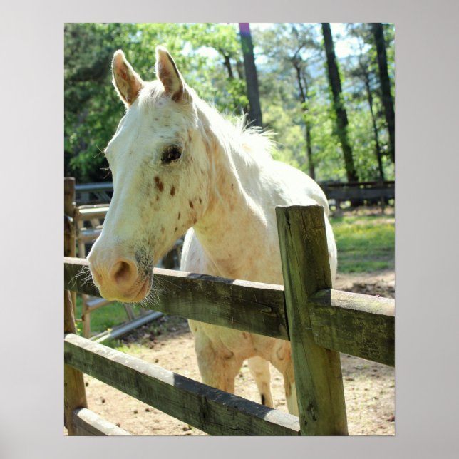 Pôster Appy the Horse (Frente)
