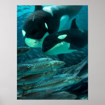 Aprendendo a caçar sarda