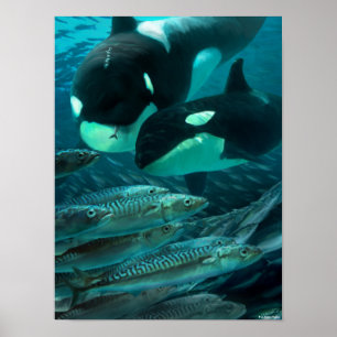 Poster Aprendendo a caçar sarda