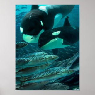 Poster Aprendendo a caçar sarda