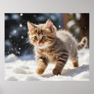 Poster *~* Aprendendo sobre o Gatinho de neve 5:4 Kitten