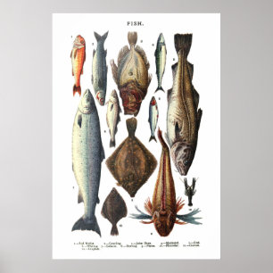 Poster Apresentação de diferentes tipos de peixe
