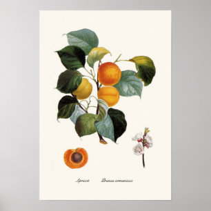 Pôster Apricot