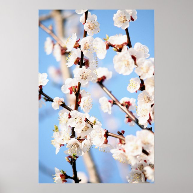 Pôster Apricot (Frente)