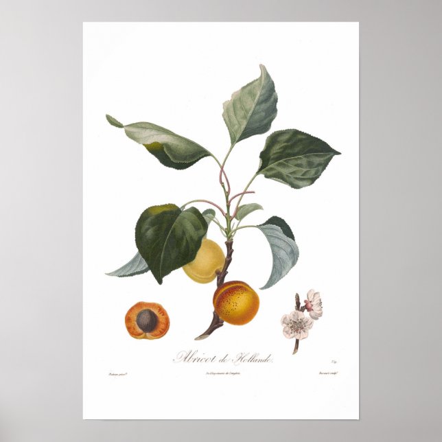 Poster Apricot, Abricot de Hollande (Frente)