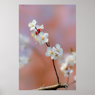 Poster Apricot Blossomo Japonês Espantoso