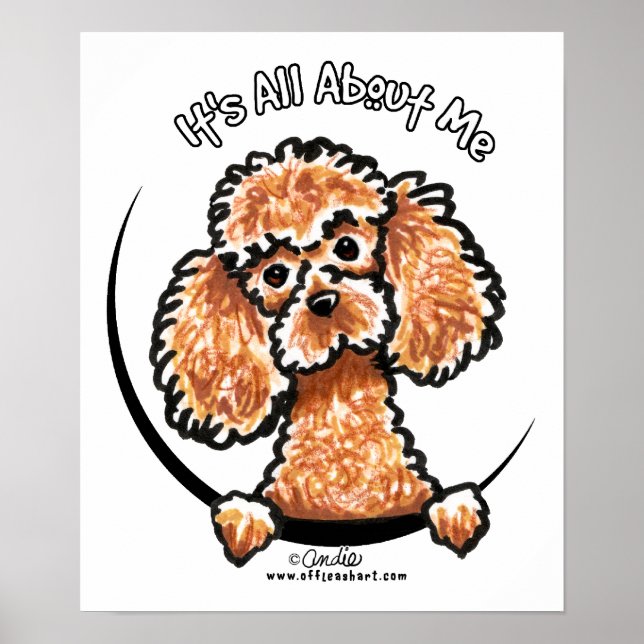 Pôster Apricot Toy Miniature Poodle IAAM (Frente)