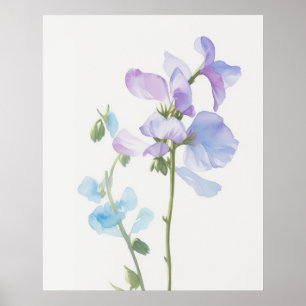 Poster April Sweet Pea Birth Flower