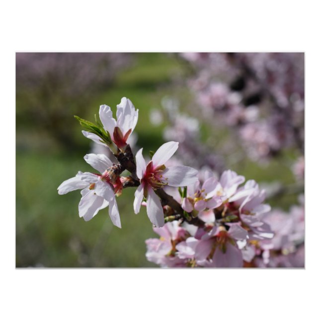Pôster Aproximação de Almond Blossom (Frente)
