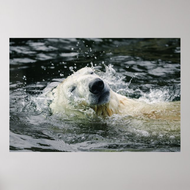 Poster Aqua Aura do Urso Polar (Frente)