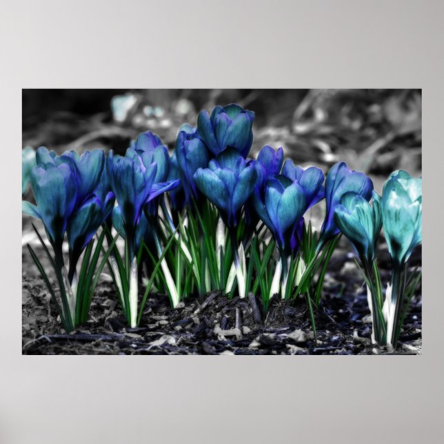 Poster Aqua Blue Crocus Blooms (Frente)