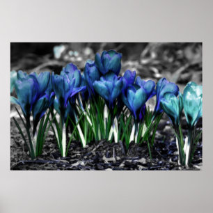 Pôster Aqua Blue Crocus Blooms