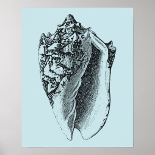 Poster Aqua Conch Shell