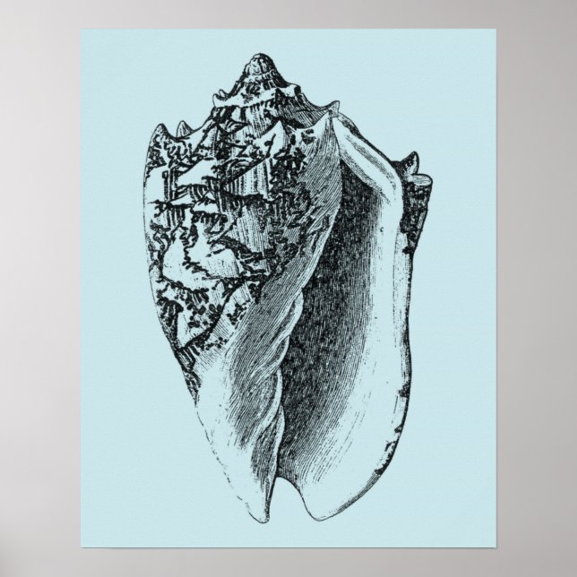 Poster Aqua Conch Shell (Frente)