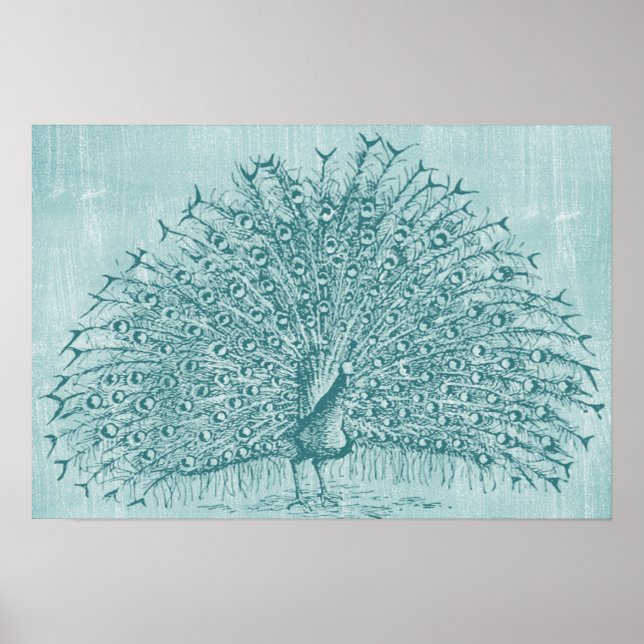 Poster Aqua Peacock (Frente)