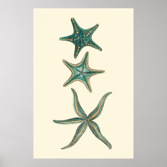 Poster Aquamarine Triple Starfish (Frente)