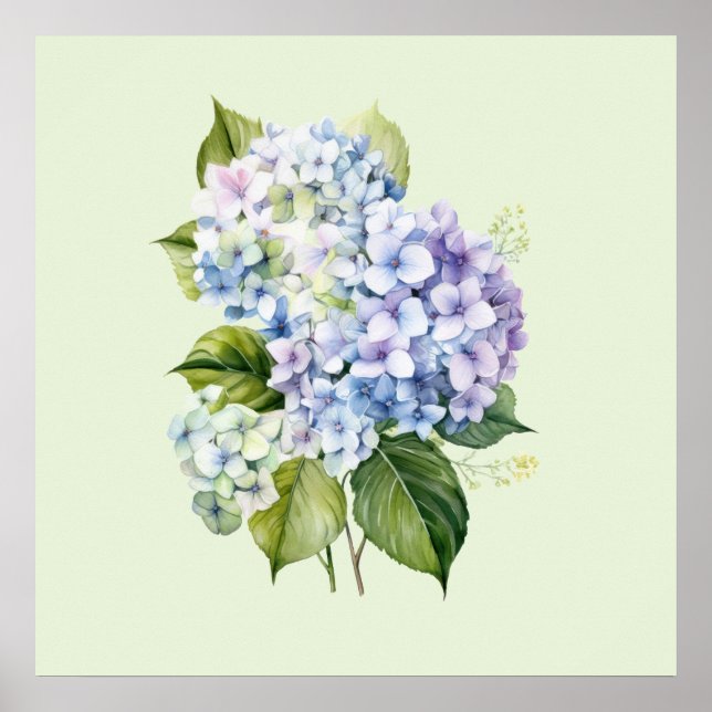 Poster Aquarela Botânica Floral Hydrangea (Frente)