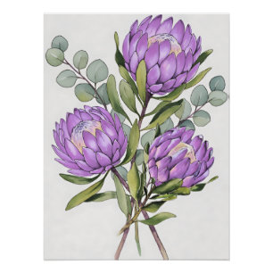 Pôster Aquarela Botânica Protea Lavanda