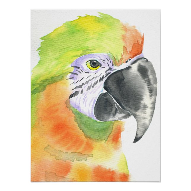 Pôster Aquarela de papagaio (Frente)
