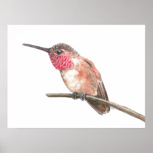 Poster Aquarela de passarinho