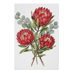 Pôster Aquarela do Buquê de Protea Carmesim