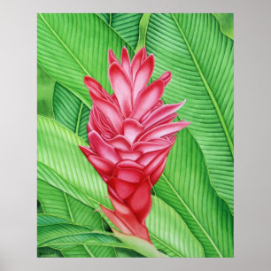 Poster Aquarela do gengibre vermelho