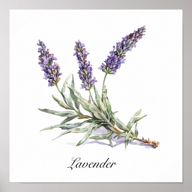 Poster Aquarela Lavanda Bem-Estar Botânico Personalizado (Frente)