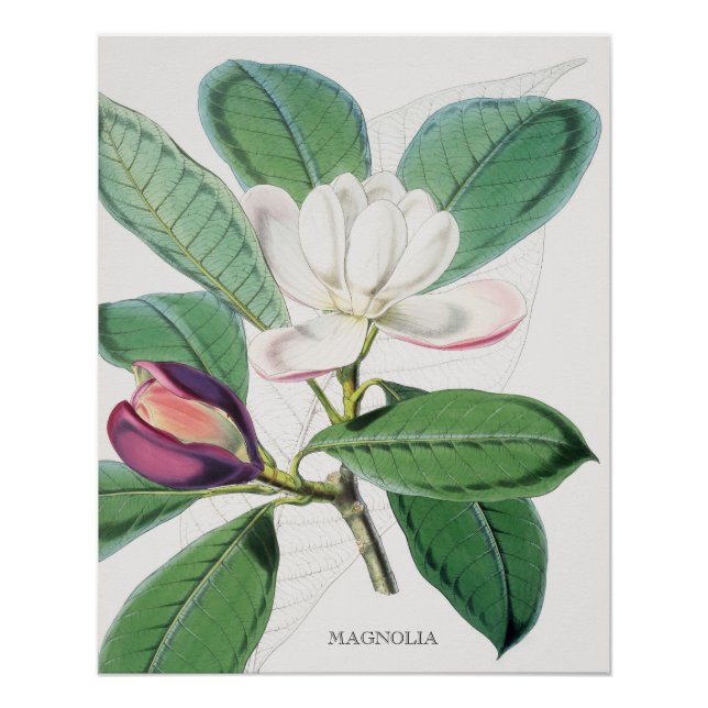 Pôster Aquarela Magnésia Branca Botânica e Folhas Verdes (Frente)