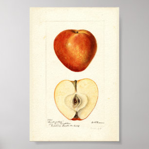 Poster Aquarela Pomológica Marshall Red Página de Álbum d