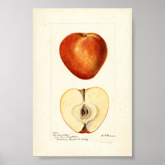 Poster Aquarela Pomológica Marshall Red Página de Álbum d